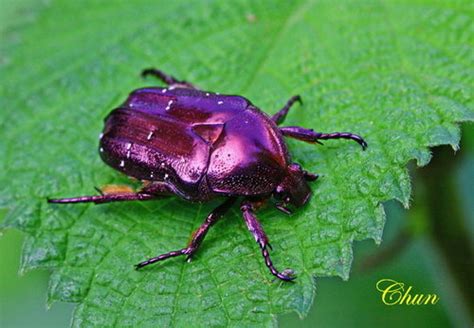 歐亞銅星花金龜|銅點花金龜 Protaetia culta culta